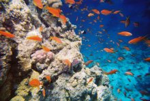 reef / ***