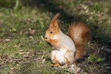 Red squirrel / ***