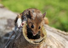 Wood mouse / ***