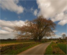 Roadside ... the Giant ... / ***