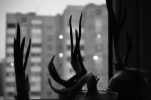 Dusk / ...
