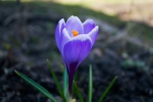 Resurrected crocuses / ---