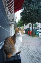 Istanbul - a city of cats / ***