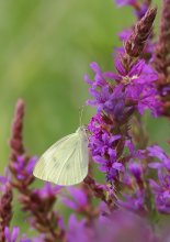 Cabbage butterfly / ***