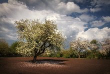 After the rain / ***