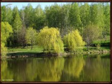 spring on the pond ryumenskom / 2013