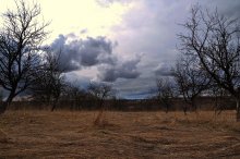 Apple trees are not in bloom / ***