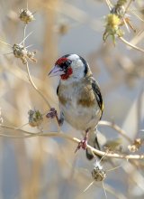 Black-goldfinch / ***