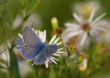 Copper-butterfly / ***