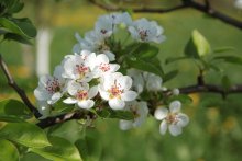 pear blossom! / ***