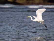 Eastern Reef Egret (Egretta sacra) / ***