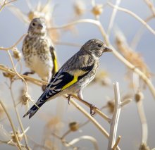 Young goldfinches / ***