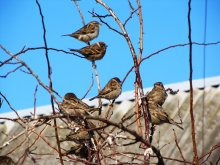 Sparrows in January / ***