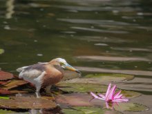 Malay pond heron (Adeola speciosa) / ***