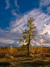 The Arctic Circle / ***