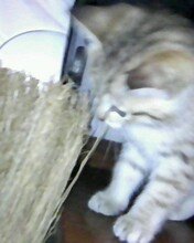 a lover of purity / ***