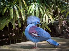 Western Crowned Pigeon (Goura cristata) / ***