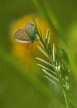 Short-tailed blues / ***
