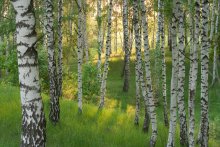 Light birch grove. / ***