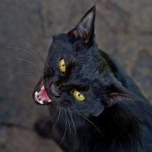 A hungry cat / ***