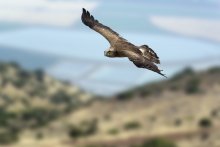 Born to fly / ***
