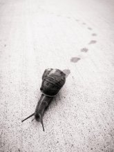 Just snail / ***