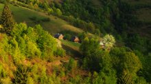 Farmhouse with a blossoming tree in the Carpathians / ***