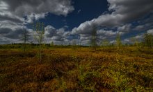 Mer Bleue Bog @ Spring / Mer Bleue Bog @ Spring