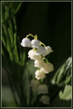 May Lily of the Valley / ***