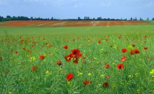 Rat June-steppe / ***
