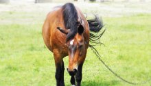 Horse on the homestead / ...