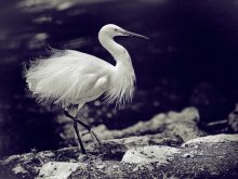 Little Egret / ***