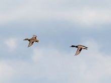 In the day the squadron flight / ***