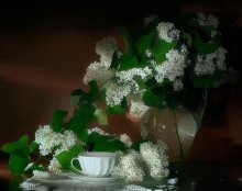 White Lilac / ***