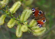 Peacock / ***