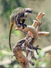 Emperor tamarin / ***