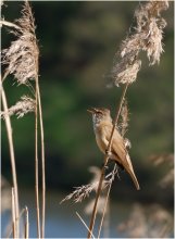 Soloist of the reeds / ***