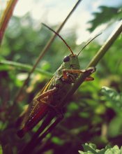 In the grass grasshopper / .....