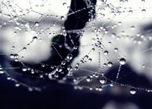 In dewdrops / ......