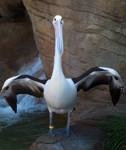 Australian pelican / ***