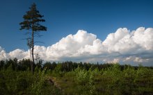 Clouds over the forest / ***