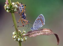 Hischnetsa and copper-butterfly / ***