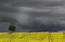 Burgundian Fields / Storm passing over the rapeseed fields in Burgundy / France