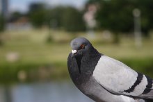 Bird dove / ***
