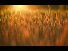 Dawn on the wheat field / ...