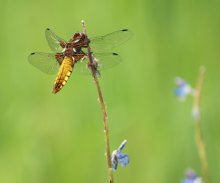 dragonfly / ***