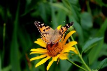 Butterfly and flower. / ***