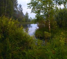 A riot of greenery / ***