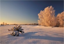 Birches in hoarfrost / ***