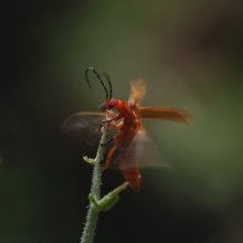Well, I flew! / ***